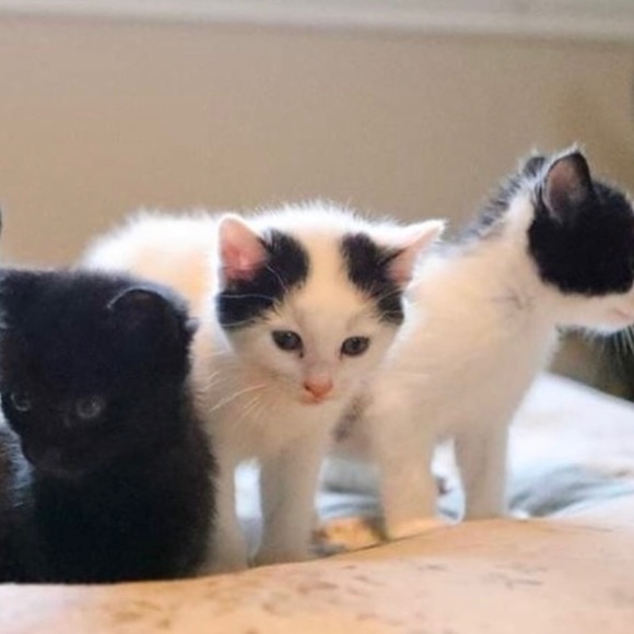 Meet your Posher, B - Picture 1 of 1